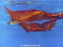 I took a very rare photo of a blanket octopus. These are ... by Stephen Hamedl 